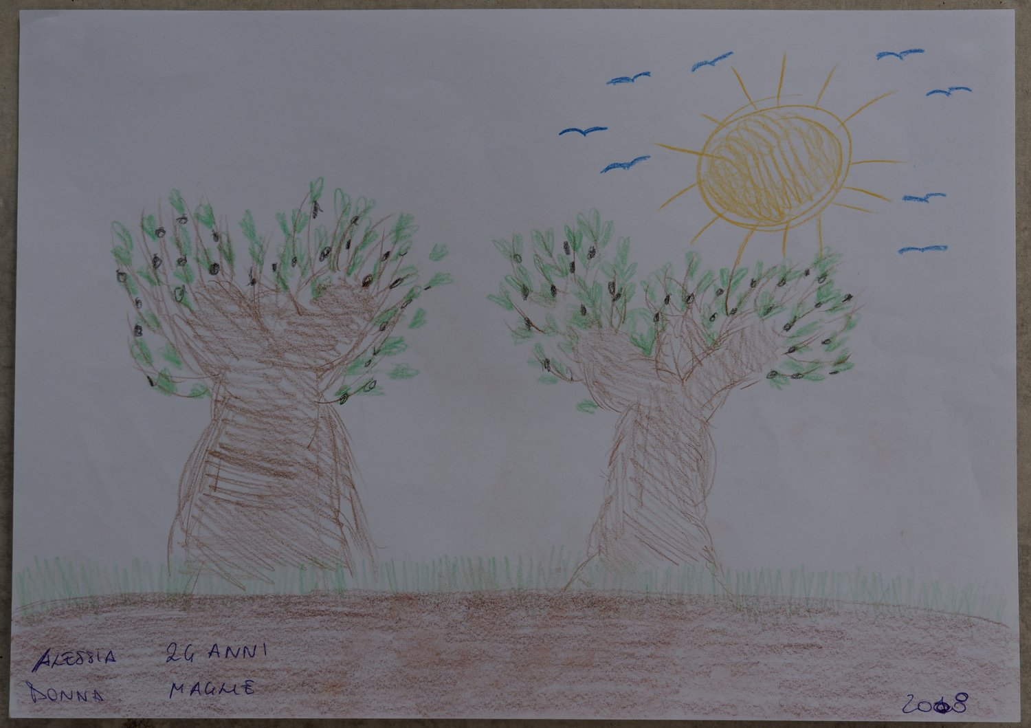 Drawing of a family olive grove in full bloom, Maglie