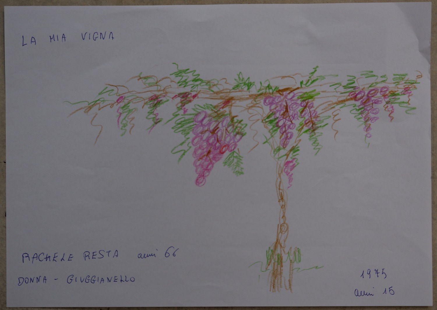 Drawing of a trellised vineyard heavy with bunches of grapes