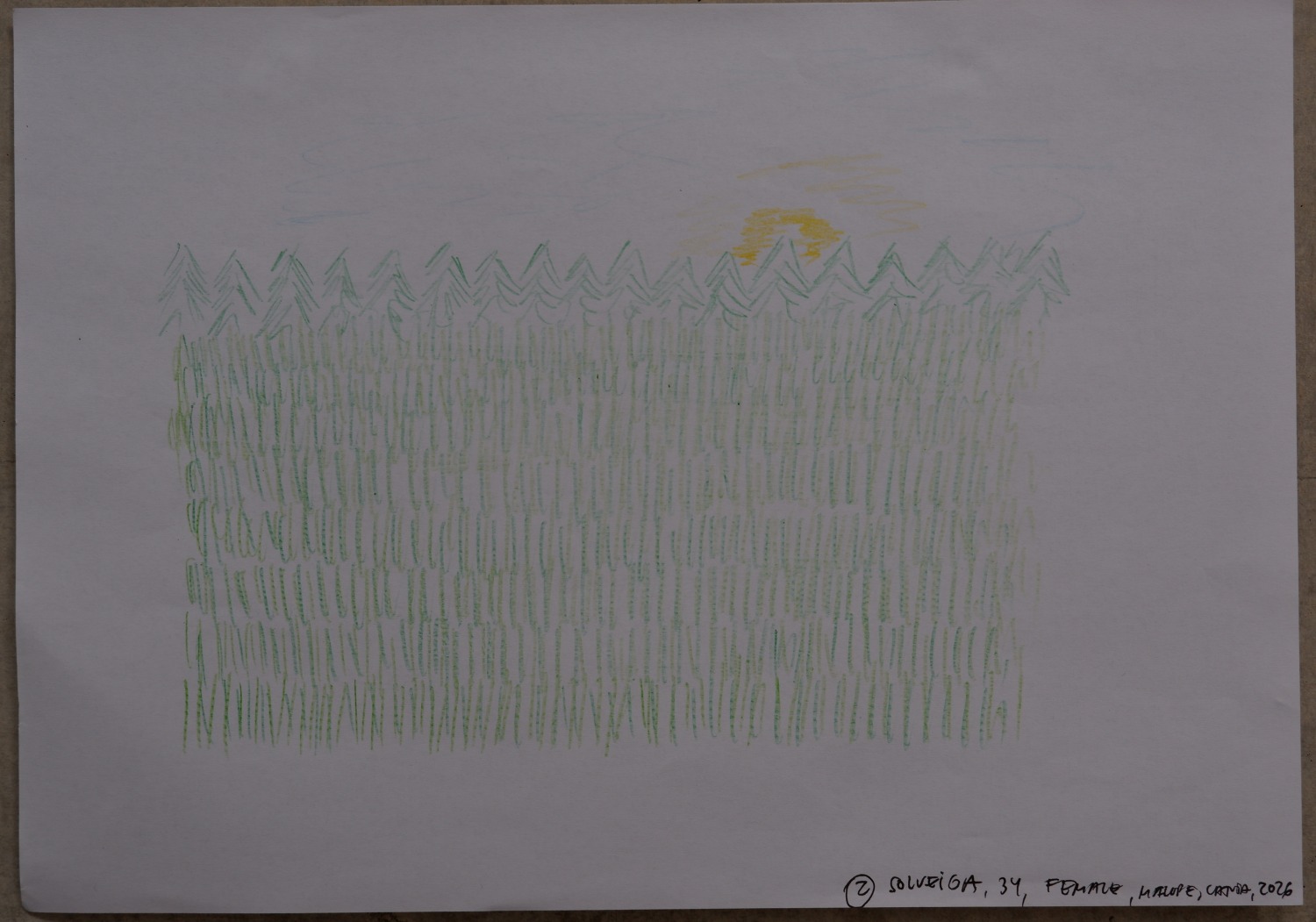 Drawing of the same meadow now, as plain green rows of a farmed crop with no flowers