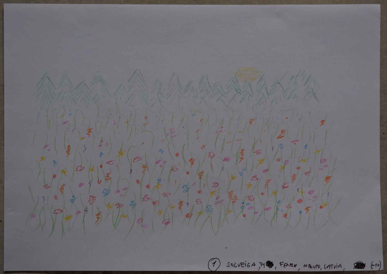 Drawing of a countryside meadow full of colourful wildflowers, with pine trees and a sun on the horizon